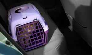 Najlepsze transportery dla kota ragdoll: komfort i bezpieczeństwo w podróży