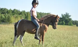 Stajnie koni w Piła - najlepsze miejsca na naukę jazdy konnej