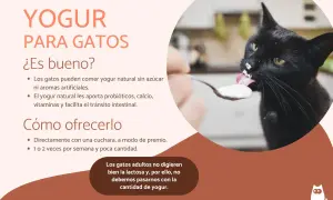 Un gato negro saborea yogur de una cuchara. Los gatos pueden comer yogur natural sin azúcar, es bueno para ellos.