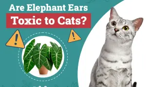 Are Elephant Ears toxic to cats? A curious cat looks at a potted Alocasia plant, with warning signs indicating potential danger.