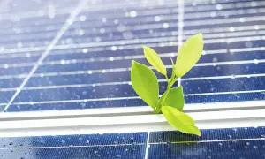 Un brote verde emerge entre las placas solares, mostrando lo que no te cuentan de las placas solares: su potencial para la vida y la renovación.
