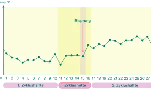 Temperaturkurve zeigt den Zyklusverlauf. Ein Pfeil markiert den Eisprung, der oft um den Zyklustag 14 stattfindet.