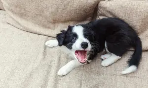 Szczeniak border collie leży na kanapie, otwierając pyszczek w głośnym szczeknięciu. Wygląda, jakby pies szczekał bez powodu, ale pewnie po prostu się bawi!