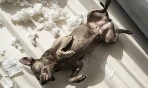 Perro tumbado boca arriba en el suelo, rodeado de restos de papel y relleno de cojín. Podría ser un signo de ansiedad por separación en perros.