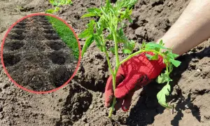 Ręka w czerwonej rękawiczce sadzi pomidora. Widać przygotowane dołki w ziemi, co zapowiada udane sadzenie pomidorów.