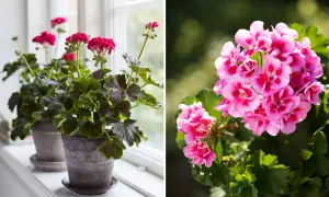Två krukor med pelargoner. Den vänstra visar mörka blad och rosa blommor vid ett fönster. Den högra visar en närbild på klara rosa blommor.