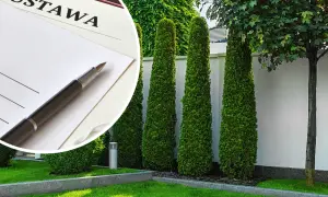 Prywatność przy płocie: Jak sadzić rośliny legalnie i w zgodzie z sąsiadem?