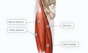 Músculos de la pierna: Anatomía, función y cómo cuidarlos sin lesiones