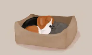 Kot i pies śpią wtuleni w siebie w koszyku. Ich przyjaźń jest widoczna w tym spokojnym uścisku.