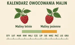 Polskie maliny: Kiedy smakują najlepiej? Kalendarz zbiorów