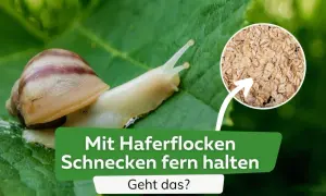Schnecken auf einem Blatt, daneben ein Kreis mit Haferflocken. Text: "Mit Haferflocken Schnecken fern halten. Geht das?