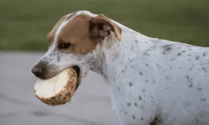 Pies z plamkami w pysku trzyma kawałek selera. Czy pies może seler? Ten psiak chyba lubi!