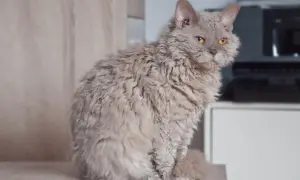 Puszysty kot rasy Selkirk Rex o kręconej sierści siedzi na meblu, patrząc w obiektyw.