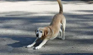 Ein heller Labrador streckt sich auf dem Boden, sein Schwanz wedelt erwartungsvoll. Der Hund stellt sich mir vor, bereit zum Spielen.
