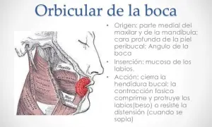 Conoce los músculos orbicular de la boca y su importancia en la expresión