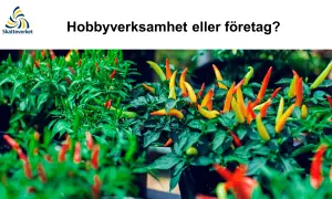 Chiliplantor med frukter i olika färger. Är din hobbyverksamhet ett företag?