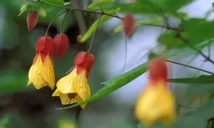 Hängende Glockenblumen in Gelb und Rot. Vorsicht, Verwechslungsgefahr mit Malven!