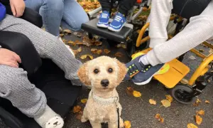 Ein süßer Hund sitzt im Herbstlaub, bereit für seine Therapiehund Ausbildung. Kinder in Rollstühlen sind um ihn herum.