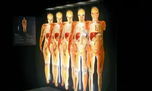 Wystawa Body Worlds Wrocław: pięć ludzkich ciał w przekroju, ukazujących narządy i kości, wiszących w ciemności.