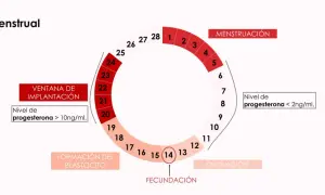 Diagrama del ciclo menstrual. Muestra la menstruación, ovulación, fecundación, formación del blastocito y ventana de implantación. Niveles de progesterona varían, siendo >10ng/ml durante la ventana de implantación.