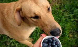 Ein brauner Hund leckt Blaubeeren aus einer Tasse.