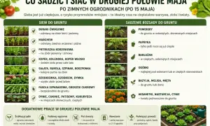 Kiedy siać cukinie? W drugiej połowie maja, gdy gleba jest ciepła, siej dynie, cukinie, patisony i kukurydzę w słonecznych miejscach.