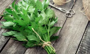 Jak przycinać lubczyk? Poradnik krok po kroku dla lepszego aromatu