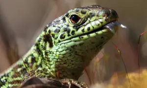 Jaszczurka to gad czy płaz? Odkryj kluczowe różnice i cechy