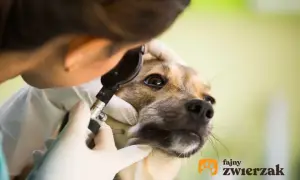 Weterynarz bada **jaskrę u psa**, delikatnie przykładając otoskop do oka. Piesek spokojnie znosi badanie.