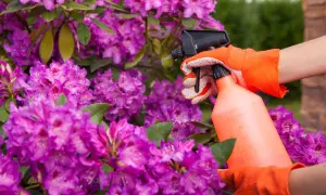 Ręce w pomarańczowych rękawiczkach opryskują fioletowe rododendrony środkiem **polysect**, chroniąc je przed szkodnikami.