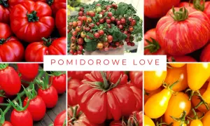 Kolaż zdjęć prezentujący różne odmiany pomidorów: od dużych, karbowanych, przez drobne koktajlowe, po żółte, podłużne.