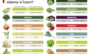 Tabela podpowiada, co siać w lutym na rozsady i do gruntu: bób, brokuł, cebulę, kapustę, karczoch, oberżynę, paprykę, por, sałatę, seler.
