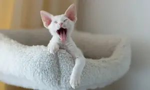 Białe koty Devon Rex: unikalne cechy, osobowość i dostępność