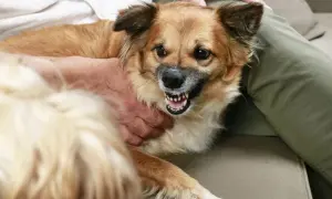 Ein brauner Hund knurrt einen Besucher an, seine Zähne sind gefletscht.