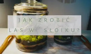 Las w słoiku DIY: Twój kompletny przewodnik krok po kroku
