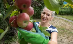 Frau mit grünen Handschuhen erntet reife Äpfel von einem Baum. Sie lächelt, während sie sich um den Apfelbaum kümmert.