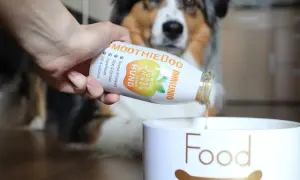 Hand gießt Smoothie für Hund ins Futter. Der Hund frisst im Urlaub nicht, aber dieser Snack könnte helfen.