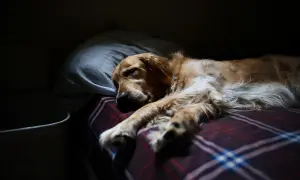 Złoty retriever śpi na kocu w kratę, z głową na poduszce. Czy psy śnią? Ten pies wygląda, jakby śnił o gonieniu wiewiórek.