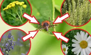 Czego boją się kleszcze? Oto naturalne wrogowie i rośliny odstraszające
