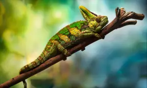 Zielony kameleon z żółtymi plamami odpoczywa na gałęzi. Zastanawiasz się, ile żyje kameleon?