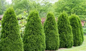 Reihen von immergrünen Koniferen, die wie grüne Kegel aussehen, säumen einen Gartenweg. Im Hintergrund blühen Sonnenblumen.