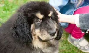 Ein junger tibet dogge mit dichtem Fell wird von einer Hand gestreichelt.