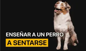 Un perro australiano mira expectante. El texto indica "Enseñar a un perro a sentarse", una guía para entrenar a tu mascota.