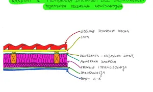 Przekrój dachu z pojedynczą szczeliną wentylacyjną przy pełnym deskowaniu. Widoczne pokrycie, łaty, kontrłaty, membrana dachowa, izolacja i płyty G-K.