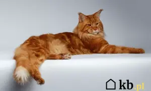 Imponujący rudy kot rasy Maine Coon, z bujnym futrem i charakterystycznymi pędzelkami na uszach. Zastanawiasz się nad kot maine coon cena?