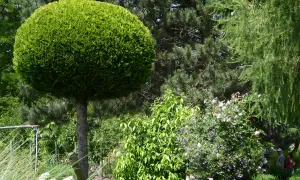 Ein kugelförmig geschnittener Baum, vielleicht eine Zypresse oder Thuja, steht neben Nadelbäumen und blühenden Sträuchern.
