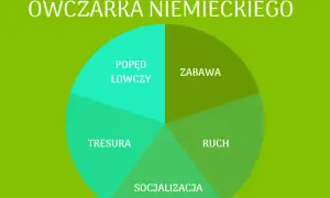 Owczarek niemiecki: Dieta, której potrzebuje Twój pies. Poznaj zasady.