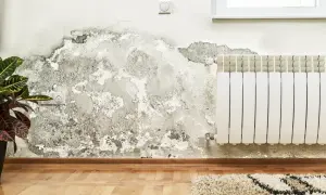 Grzyb w domu rozrasta się na wilgotnej ścianie obok kaloryfera.