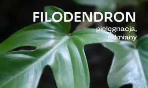 Jak kwitnie filodendron i jak stworzyć idealne warunki do tego
