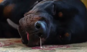A black dog sleeps, with a drip of liquid from its nose, suggesting a dog nose bleed.